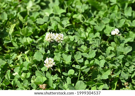 close-up photo of a green clover blooming with a white flower