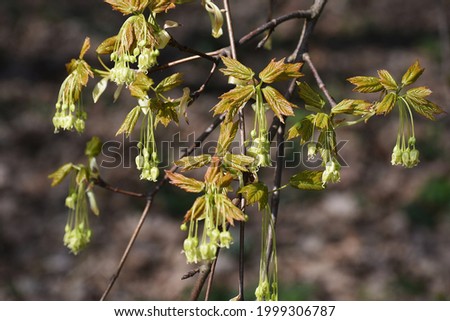 Branches with flowers of sugar maple tree. Royalty-Free Stock Photo #1999306787