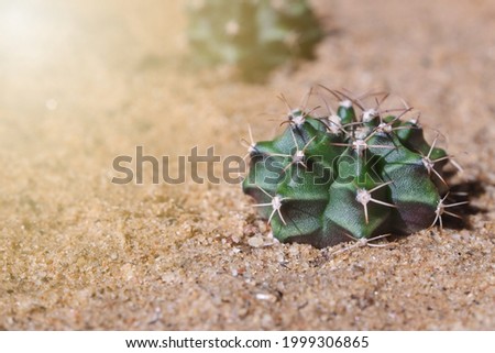 Small green cactus on sand with orange light close-up.