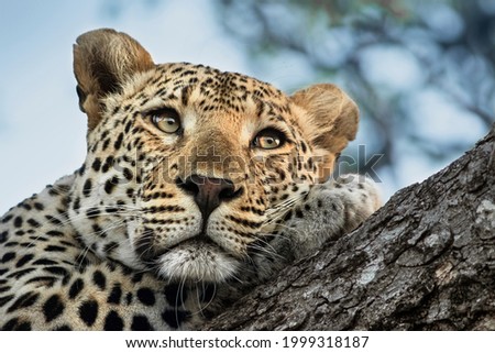 Leopard resting on a branch of a  tree