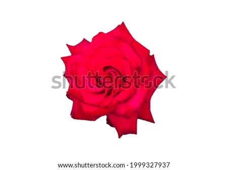 Red Rose Blossom on white Background