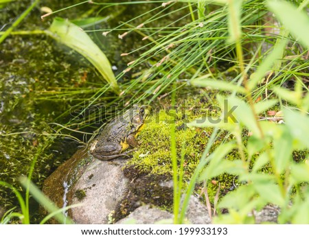  Male Bullfrog 