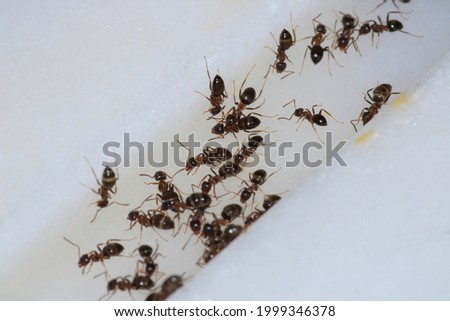 Black carpenter ant macro photo Royalty-Free Stock Photo #1999346378