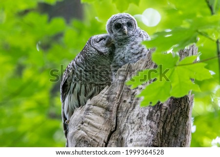 Barred Owl and owlet at Delta  BC Canada