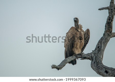 close up photo of a white backed Vulture