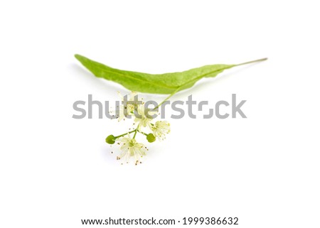 Linden tree flowers isolated on white background. Basswood blossom. Linden herbal tea ingredient Royalty-Free Stock Photo #1999386632