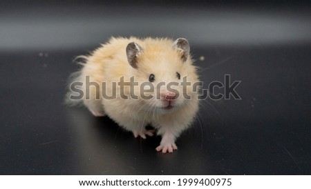 Syrain Hamster Colors Animal pets Picture