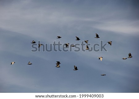 doves flying in the sky