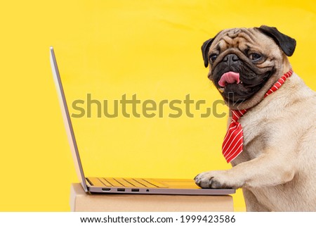 Portrait of happy dog of the pug breed office worker in a tie. Dog looking at laptop. Yellow background. Free space for text. Royalty-Free Stock Photo #1999423586