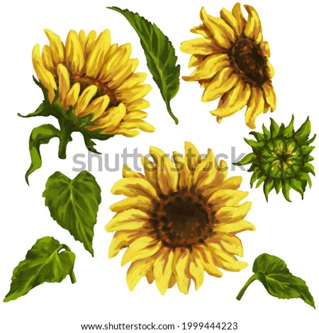 sunflower clipart, set of sunny, yellow, summer flowers and leaves, hand drawing with oil digital brushes on canvas texture