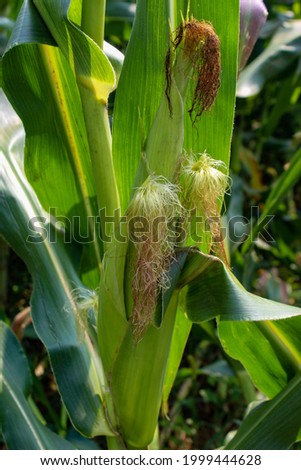 Several young corn grow on one plant. Corn silk on top of a young unripe green corn cob on a stalk.