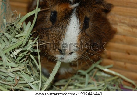 Close ups of eating guinea pigs eating