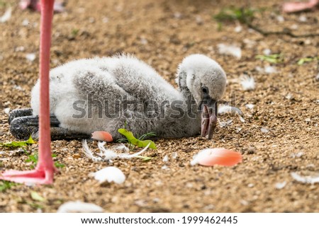 Flamingo baby near the mother.