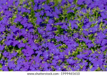 Selective focus of small tiny dark blue flowers in the garden, Lobelia erinus is a species of flowering plant in the bellflower family Campanulaceae, Nature floral pattern background.