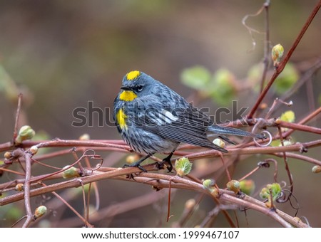 A beautiful male Yellow-rumped Warbler peches on a grape vine during its spring migration in a Colorado river corridor, Royalty-Free Stock Photo #1999467107