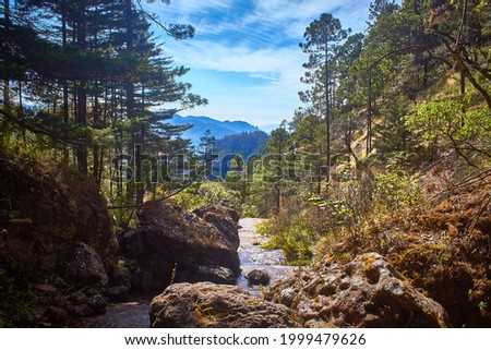 forest landscape, sierra madre occidental in Durango Mexico Royalty-Free Stock Photo #1999479626