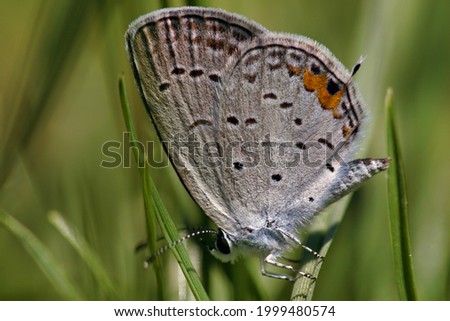 Eastern Winged-Blue Butterfly resting on grass