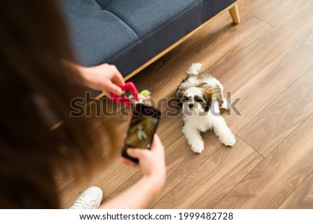 You look so cute. Loving pet owner taking a picture of her new adorable shih tzu puppy with her smartphone while showing it a dog toy