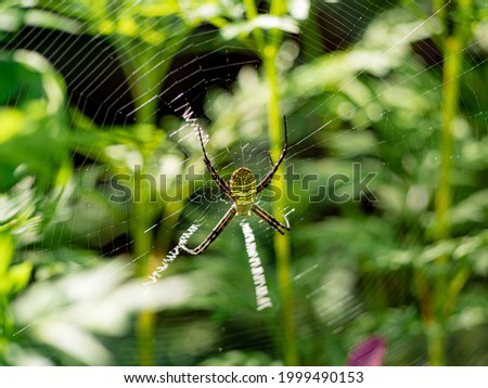 the spider climb on web in garden