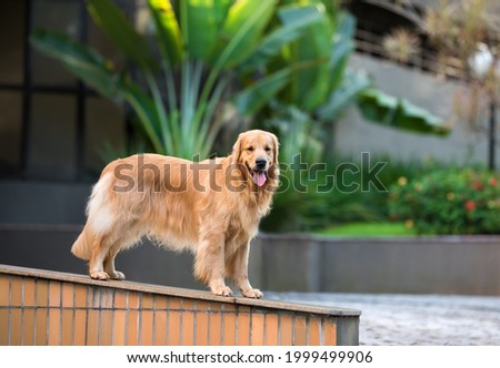 one golden retriever dog posing with the tongue out looking at the camera