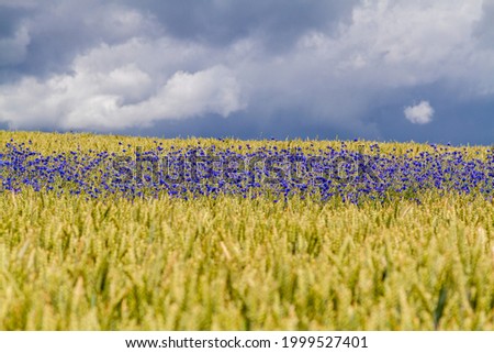 Cornfield with blue cornflowers anc cloudy sky