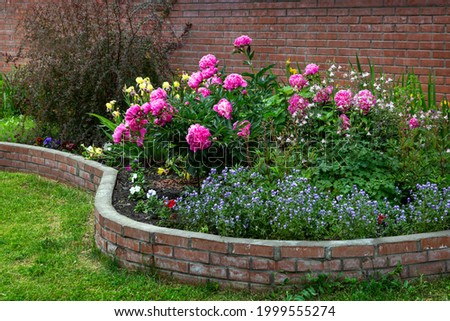 Lush pink peonies in a summer flowerbed against a background of a brick wall. Landscaping. Perennial flowering plants. Royalty-Free Stock Photo #1999555274