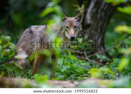 Close Wolf in summer forest. Wildlife scene from nature. Wild animal in the natural habitat