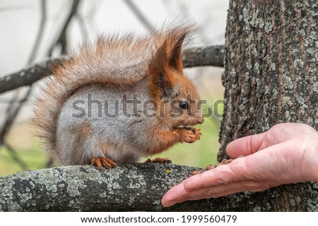 A squirrel in the spring or autumn eats nuts from a human hand. Eurasian red squirrel, Sciurus vulgaris.