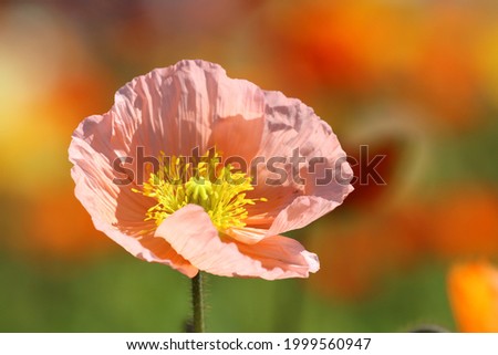 beautiful and attractive poppy flower 