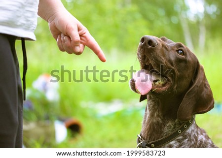 Woman training a dog in park. Obedience training. Owner teaches a dog commands by pointing finger where to sit. Beautiful thoroughbred obedient brown Drathaar looks up with tongue out. Bad behavior. Royalty-Free Stock Photo #1999583723