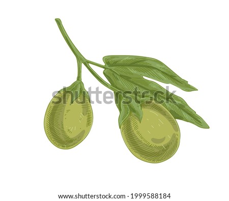 Unripe passionfruits growing on maracuja tree branch. Botanical vintage drawing of green passion fruits and leaves. Realistic detailed hand-drawn vector illustration of exotic plant isolated on white