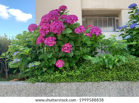 Pink hydrangea bushes in the outdoor garden for decoration ideas
