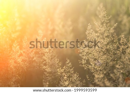 Herds field at sunset background. Blurred wild herbs and grass growing on a warm summer evening in the rays of the beautiful sun. 