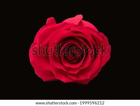 red rose flower view from above, macro photo of middle of flower head on black background 