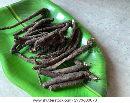 Chlorophytum borivilianum roots collected for cultivation. It iseaten as a leaf vegetable in some parts of India, and its roots are used in Ayurveda as a health tonic under the name safed musli. Royalty-Free Stock Photo #1999600073