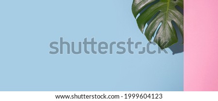 Green leaf monstera looks with cardboard pink background looks on a blue background. Top view, flat lay. Banner. 