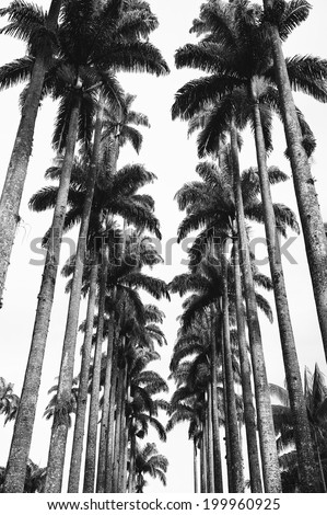 Avenue of tall royal palm trees at the Jardim Botanico botanic gardens Rio de Janeiro Brazil in dramatic black and white