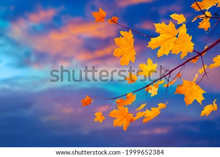 Beautiful Artistic Nature autumn landscape. Branch of maple tree with yellow orange leaves on sunset sky background. Wonderful autumn wallpaper or Web banner