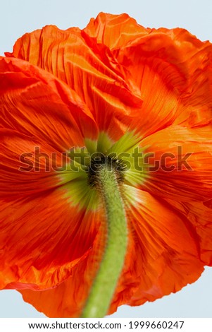 Close up of red poppy flower