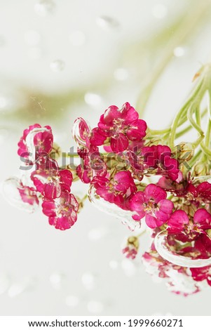 Pink yarrow flowers in water