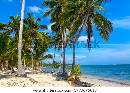 Coconut palm trees on white sandy beach on caribbean island. Vacation holidays summer background 