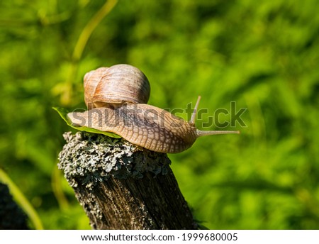 A large grape snail sits on a wooden fence in the garden. Summer concept