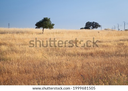 Vew of yellow field of agriculture crop, two lonely trees in distance and electric line on horizon, under clean blue sky