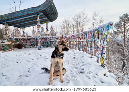 Dog German Shepherd in a winter day near the gazebo with traditional Buddhist ribbons