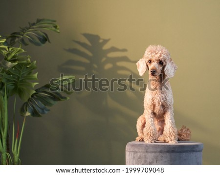 the poodle dog indoors. happy pet against the background of a green wall 