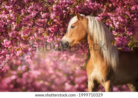 Portrait of a nice haflinger pony with sakura blooming cherry flowers Royalty-Free Stock Photo #1999710329