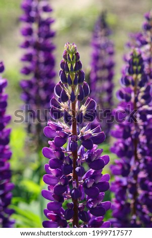 Purple lupin flowers blooms in the field.Bunch of lupines summer flower background. Violet spring and summer flower. Pink flowers 
 lupine a dark green background. Lupinus. Fabaceae Family. 