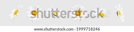 Chamomile flowers isolated on light gray background. Collection of beautiful chamomile flowers, summer sunny flower. Medicinal plant. Floral background, blooming. Element for your design Royalty-Free Stock Photo #1999718246