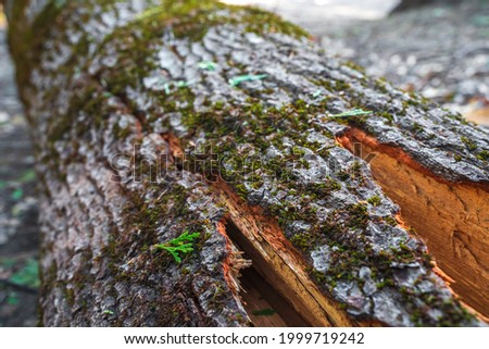 The texture of a fallen tree with an uneven cut in the forest