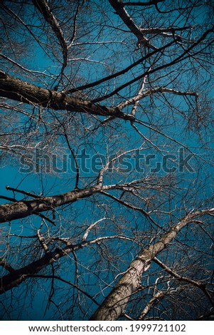 silhouettes of trees in the sky, tall ancient trees, natural forest background
